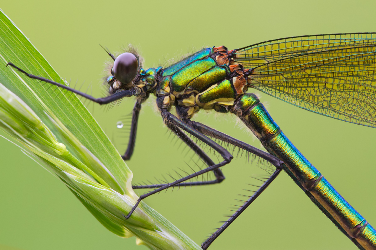 Banded Demoiselle female 2